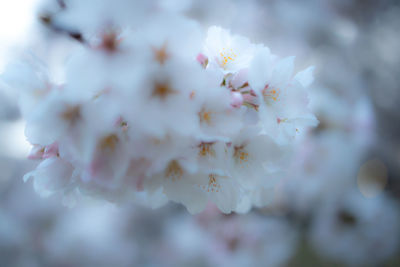 Close-up of cherry blossom