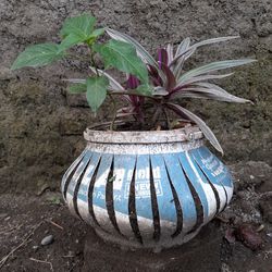 High angle view of potted plant on wall