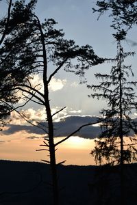 Silhouette tree against sky during sunset