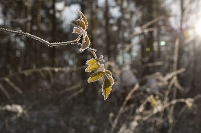 Close-up of frozen tree branch during winter