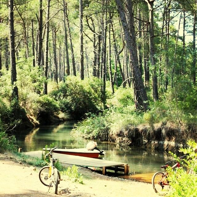 tree, transportation, mode of transport, water, bicycle, tranquility, tranquil scene, lake, nature, scenics, beauty in nature, land vehicle, forest, growth, travel, nautical vessel, stationary, river, day, green color