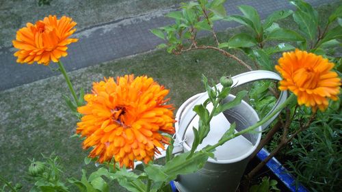 Close-up of orange marigold blooming outdoors