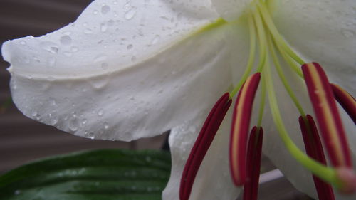 Close-up of wet white flower