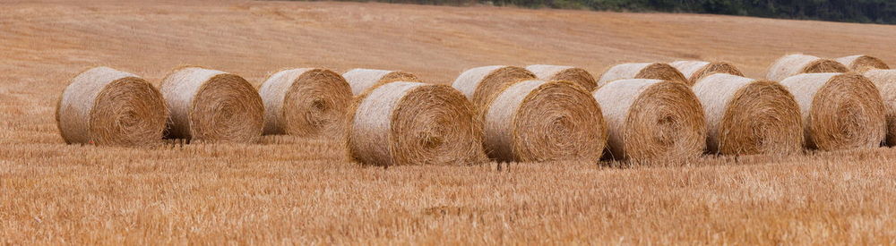 Hay bales in wheat field