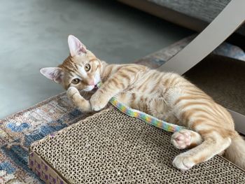 Portrait of cat lying on floor