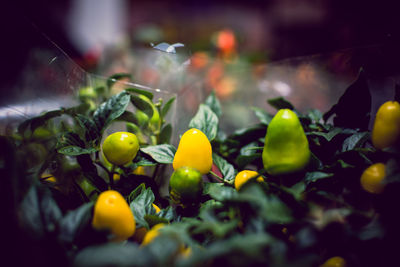 Close-up of yellow flowers