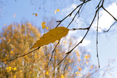 Close-up of yellow maple leaves against sky