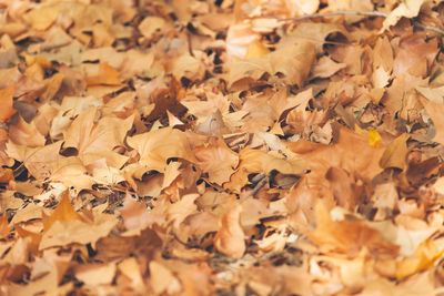 Full frame shot of autumn leaves