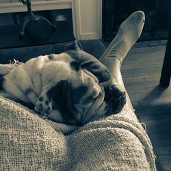 Low section of person with english bulldog at home