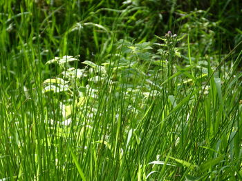 Close-up of plants growing on field