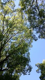Low angle view of trees