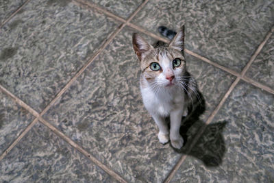 High angle view of tabby kitten on floor