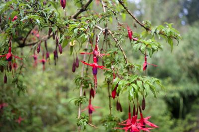 Close-up of flowers