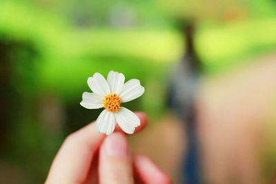 Close-up of hand holding flower