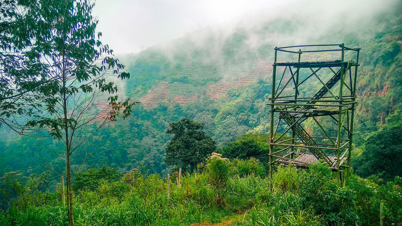 PANORAMIC VIEW OF TREES AND MOUNTAINS AGAINST SKY