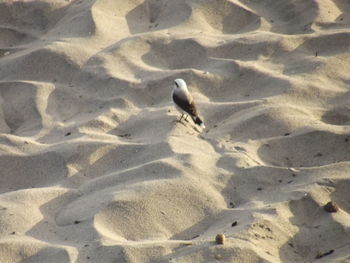 High angle view of bird on sand at beach