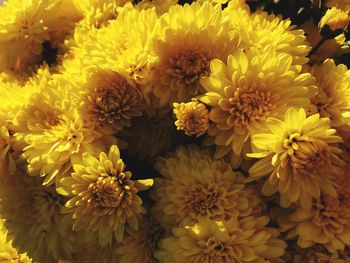 Close-up of yellow dahlia