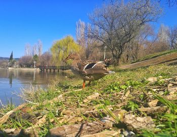 Bird perching on tree by lake against sky