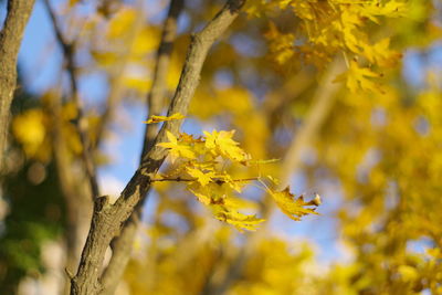 Close-up of yellow flower tree