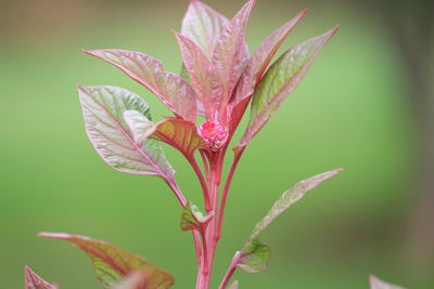 Close-up of red flower