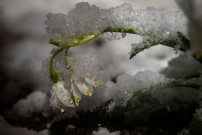 Close-up of frozen plant