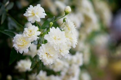 Close-up of white flowers