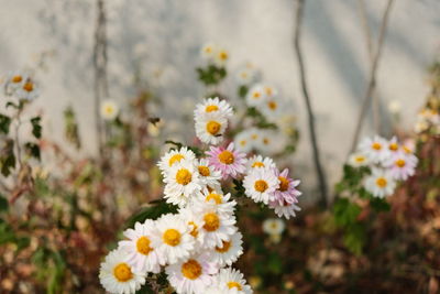 Close-up of white flowering plant