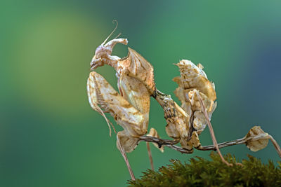 Close-up of a dead leaf mantis on plant