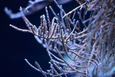 Close-up of plant against blurred background