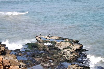 High angle view of bird on rock by sea