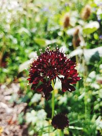 Close-up of red flowering plant