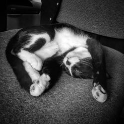 Dog sleeping on bed