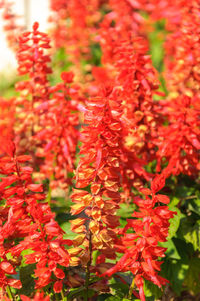 Close-up of red flowering plants