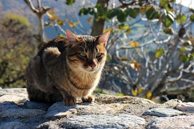 Close up of cat sitting on rock