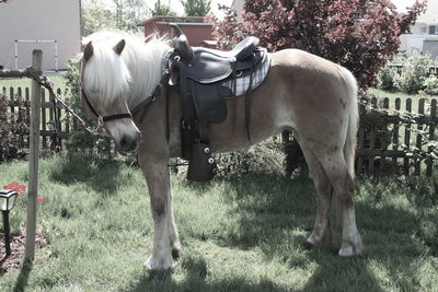 Horse standing on field