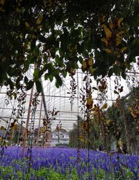 Purple flowering plants on land