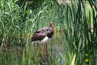 Duck in lake