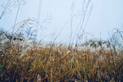 Close-up of grass on field against sky