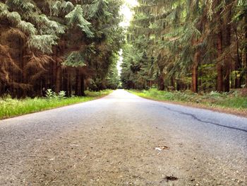 Road passing through trees