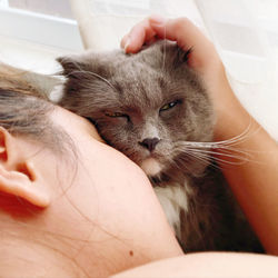 Close-up of hand holding cat