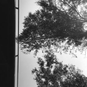 Trees against clear sky seen through window