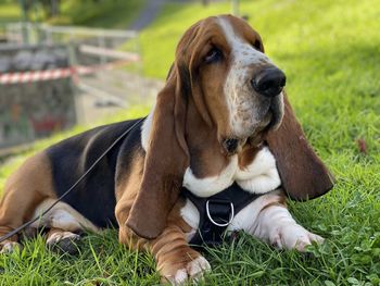 Close-up of dog on grassy field - blues lying down in the park