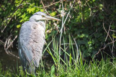 Bird perching on grass