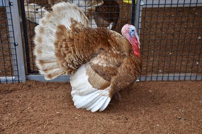 Rooster in cage