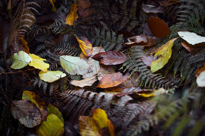 Close-up of leaves in water