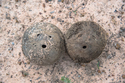 Close-up of coconuts on sand