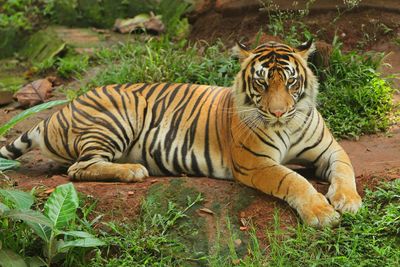 Portrait of cat relaxing in zoo