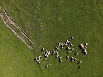 High angle view of birds on field