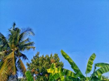 Low angle view of palm trees against clear blue sky