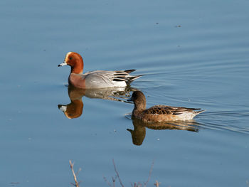 Duck swimming in a lake